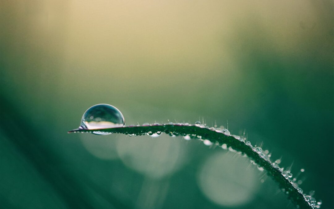 Anjo do Equilíbrio – dezembro